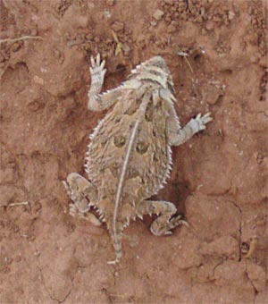 Texas Horned Lizard Texas Horned Lizard