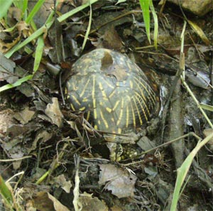 Ornate Box Turtle