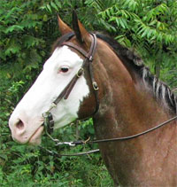 Riverside Stables